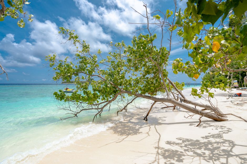 Serene tropical beach with a leaning tree and turquoise waters under a clear blue sky.