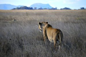 Overland Tour durch den Osten Afrikas: T.I.A. – This is Africa!