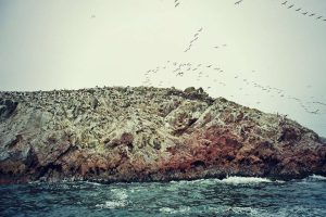 Islas Ballestas – das Galapagos des kleinen Mannes